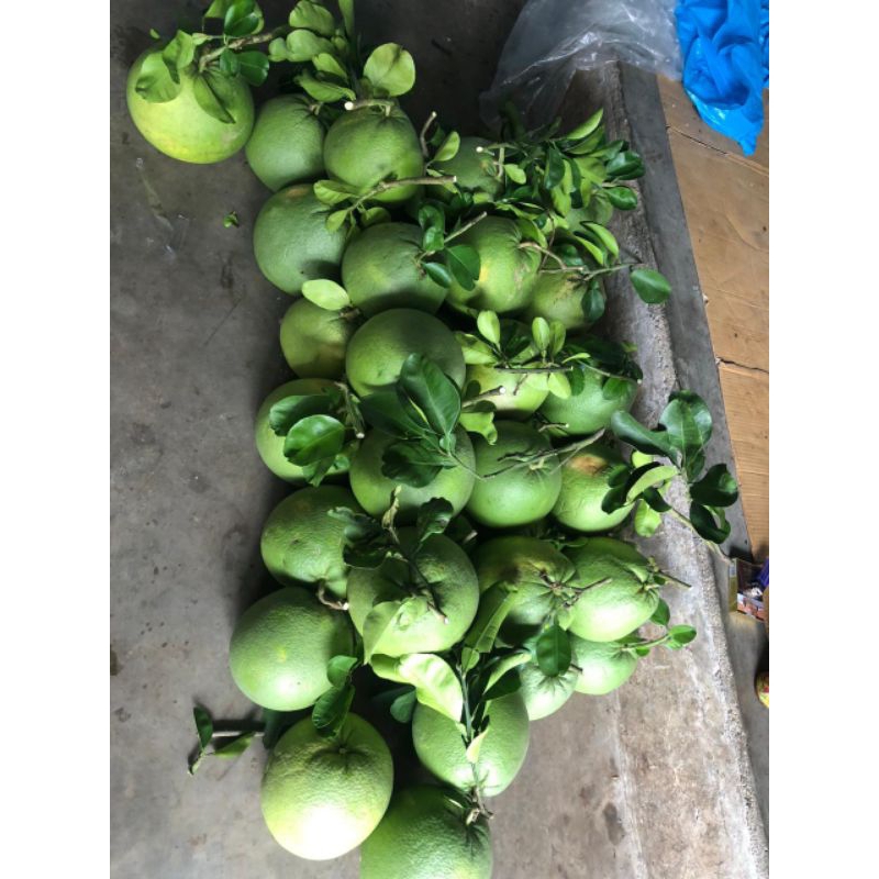 

pamelo madu Pati 1-1,2 kg