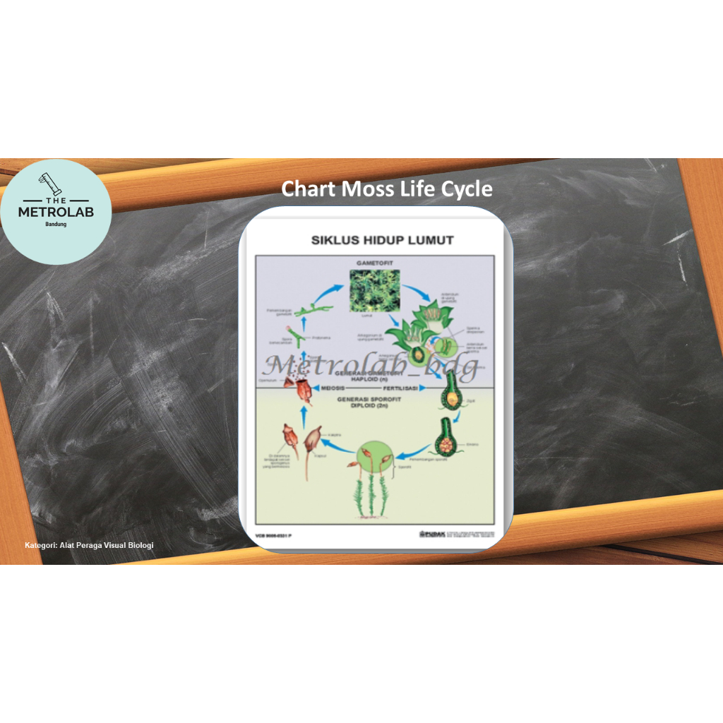 

Chart Moss Life Cycle