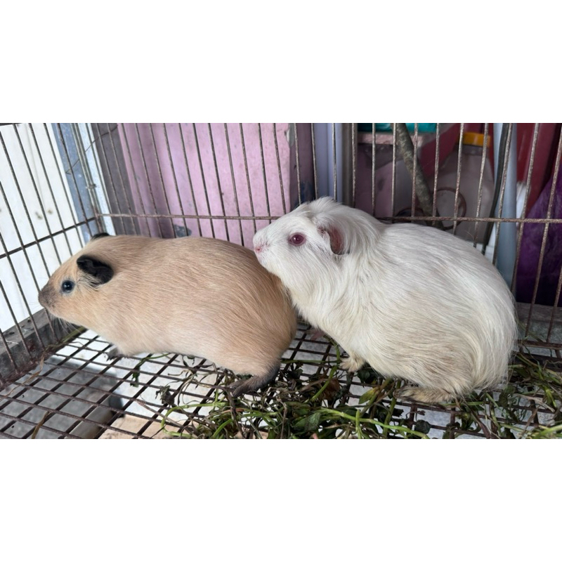 marmut american guinea pig american marmut hias