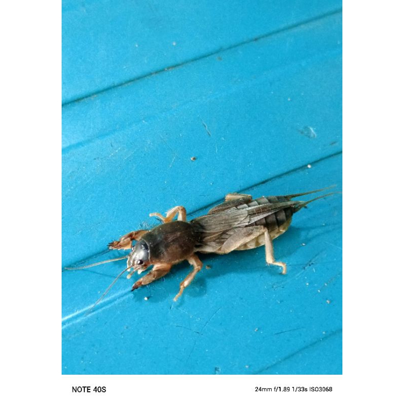 

orong orong sawah hidup isi 25 ekor umpan galatama bawal /lele