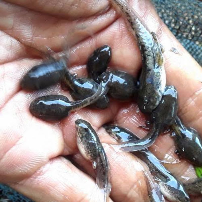 [TERMURAH] kecebong pakan ikan predator perpaket 20 ekor