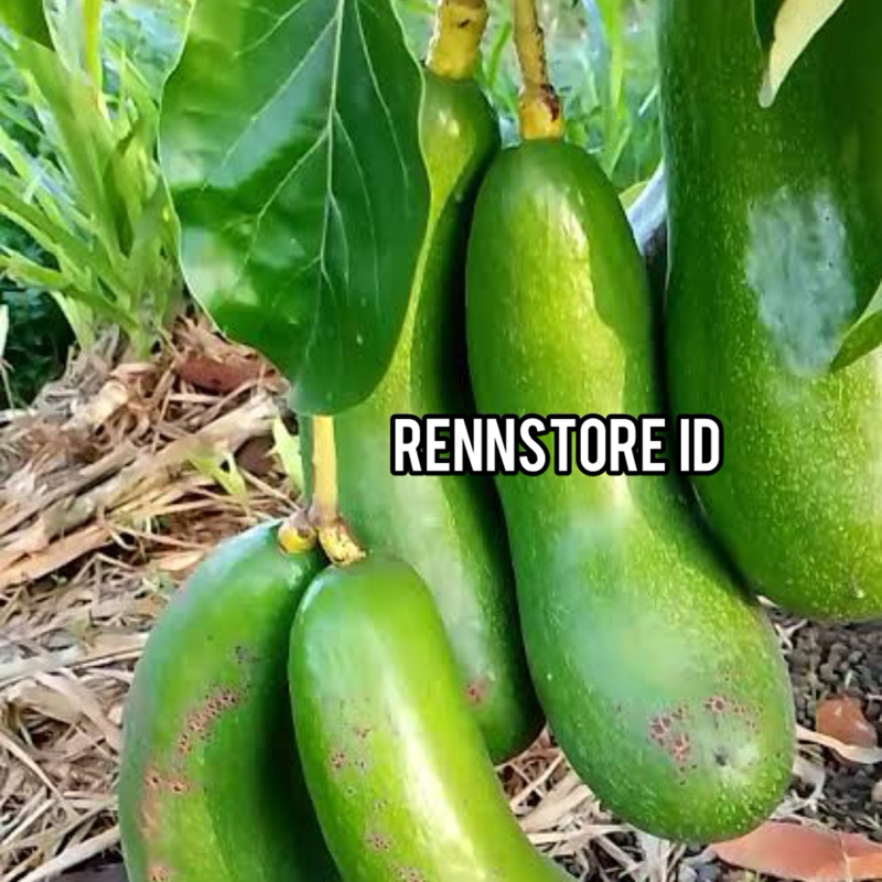 BIBIT ALPUKAT KELUD BATANG BESAR HASIL OKULASI SIAP BERBUAH