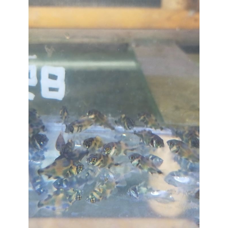 bibit ikan oscar black & albino - bonus pakan & garansi