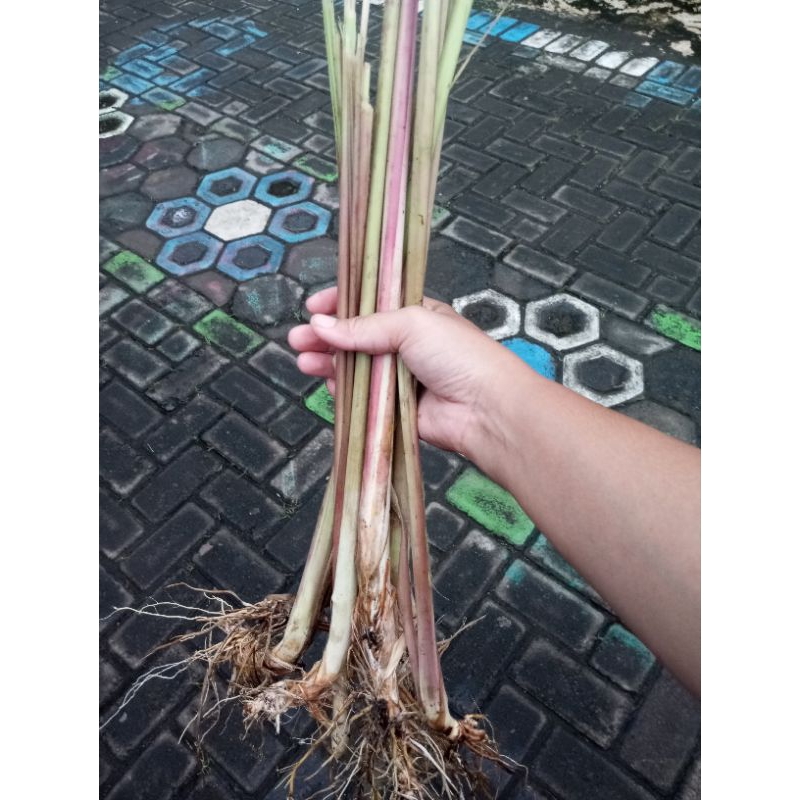 

SEREH MERAH SEREH WANGI