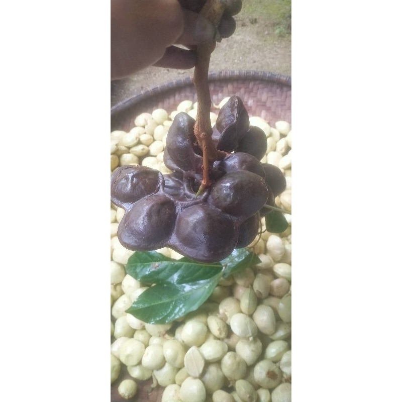 

JENGKOL MUDA/TUA