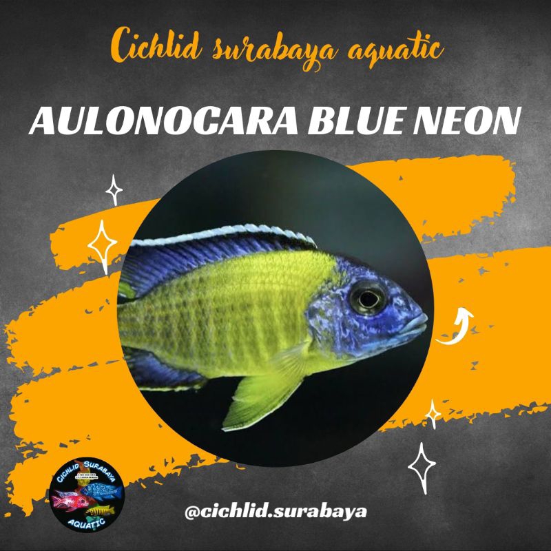 Aulonocara blue neon cichlid