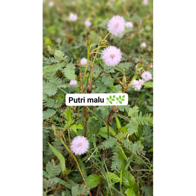 

PROMO DAUN PUTRI MALU , herbal alami / 150 gram