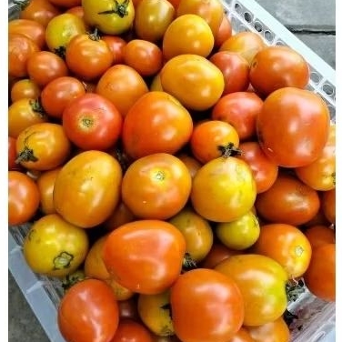 

TOMAT SEGAR 500gr