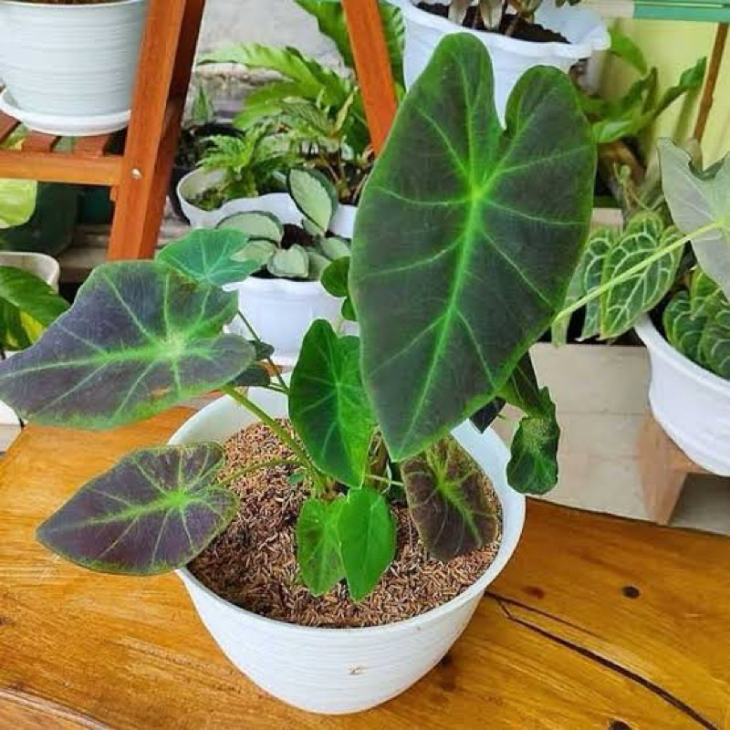 Tanaman hias keladi black magic-tanaman hias keladi hitam