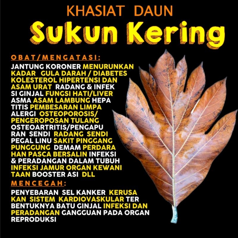 

Termurah!! Daun herbal/Daun sukun kering(tua) Daun sukun obat herbal