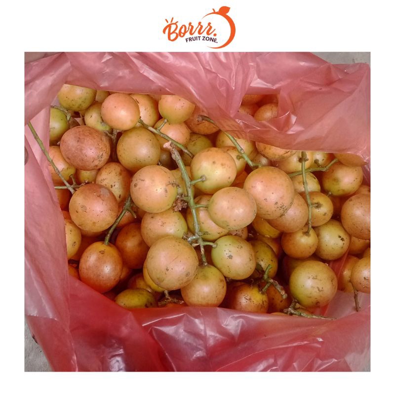 

Buah Menteng asem segar 1 kiloan ( buah langka)