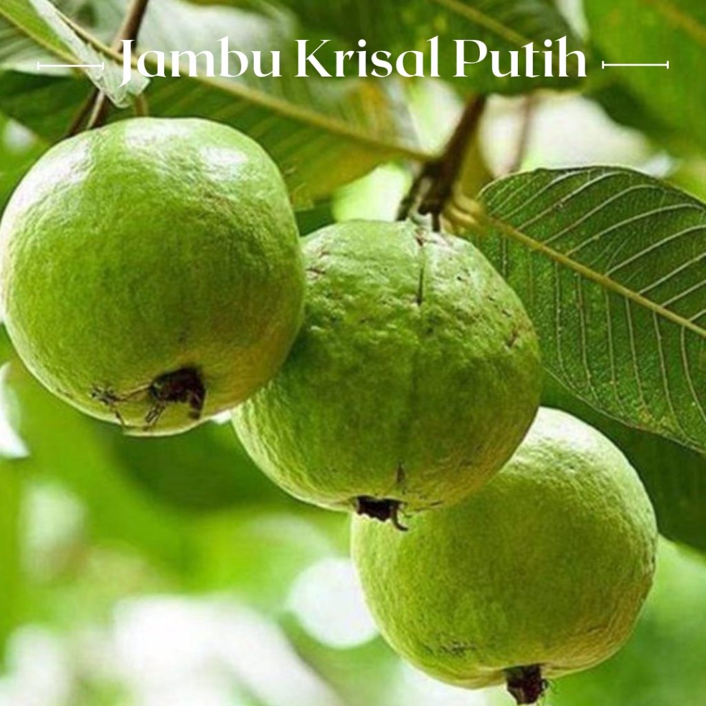 

Bibit jambu kristal putih