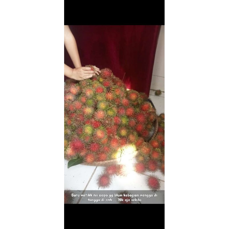 

Rambutan Rapiah Khusus buat SULTAN dan RADEN