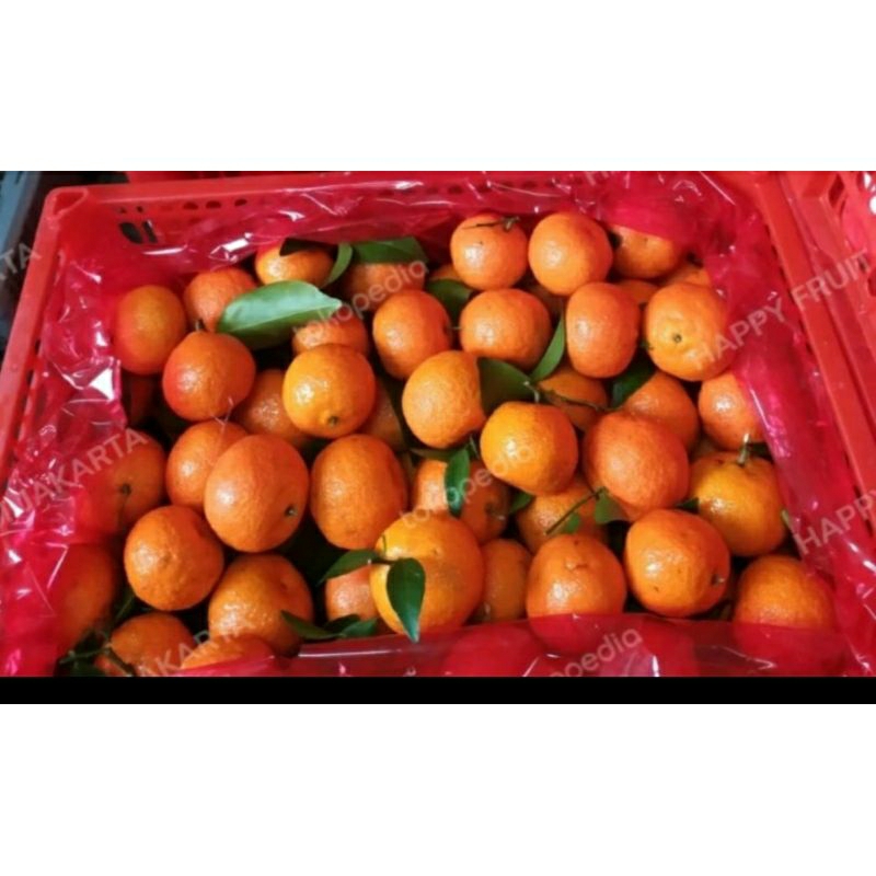 

jeruk shantang birma 6kg keranjang