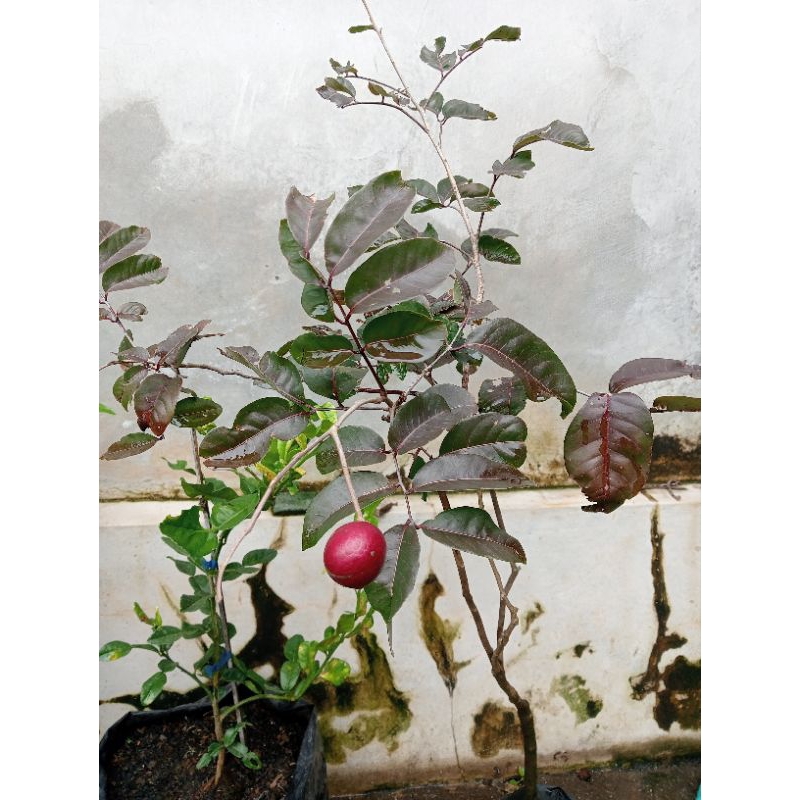 

Kelengkeng Merah Tinggi 180 CM