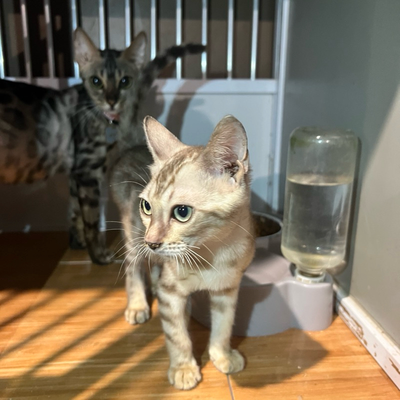 Lepas Adopt Kucing  Bengal Snow Spotted Jantan