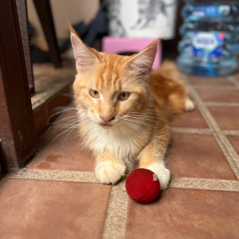 Lepas Adopt Kucing Mainecoon 1 tahun Jantan