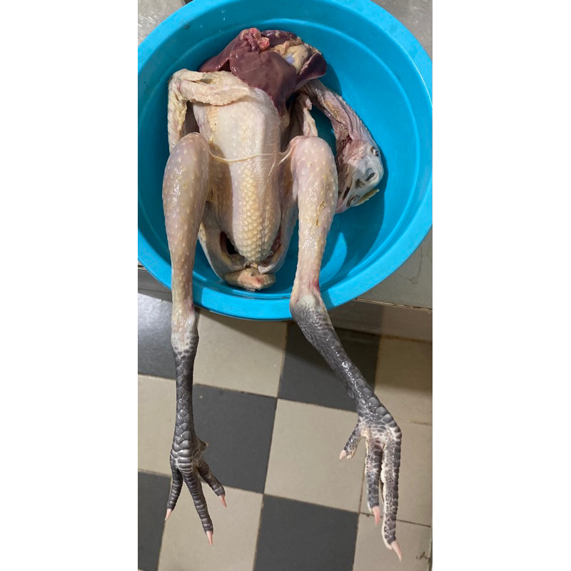 

Ayam Kampung (Chat Dulu sebelum order, instan only)