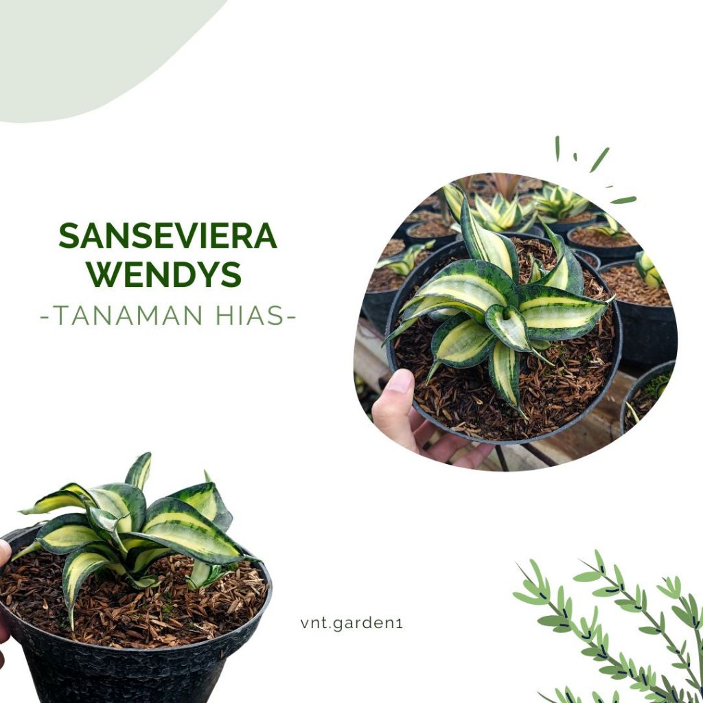 Tanaman Hias Sanseviera Wendys | Sanseviera Golden Wendys