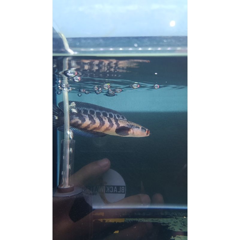 red barito pbun lempuyang 15cm dikirim sesuai foto dan video