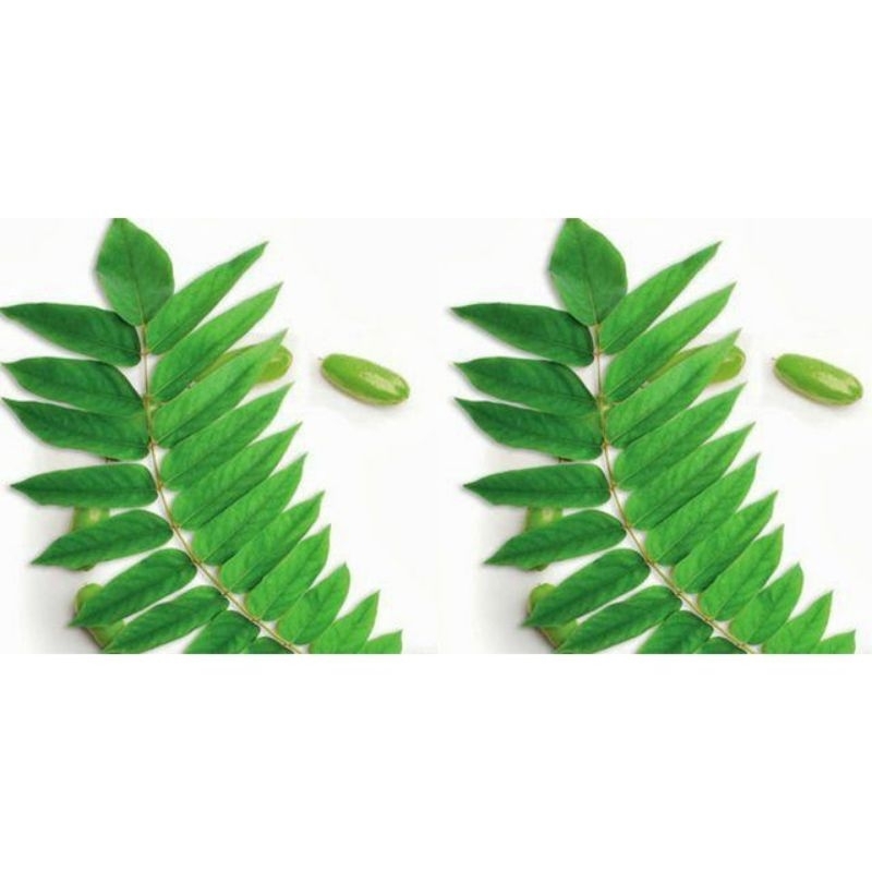 

Daun Belimbing Wuluh 100 gram