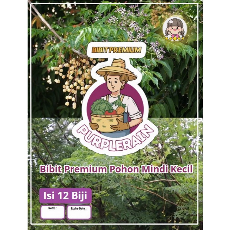 Bibit Premium Pohon Kayu Mindi|Biji Benih Pohon Kayu Mindi|Pohon Mindi
