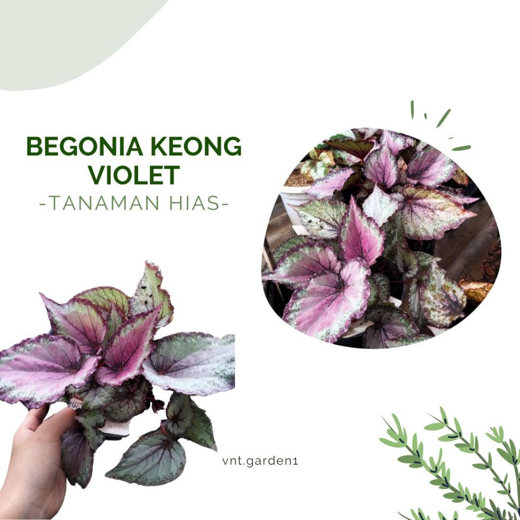 Tanaman Hias Begonia Rex Grape - Begonia New York - Begonia Keong Violet