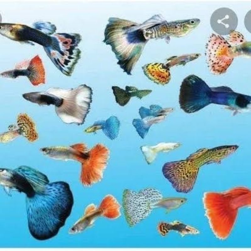 ikan guppy dragon platinum full red tiger HB white / ikan hias untuk aquascape [khusus kurir instan]