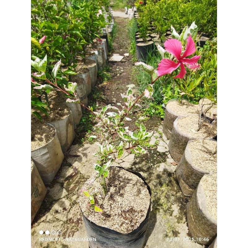 bunga sepatu merah varigata/kembang sepatu varigata merah ukuran dewasa