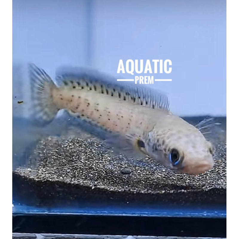 AURANTI 3-6 WC INDIA