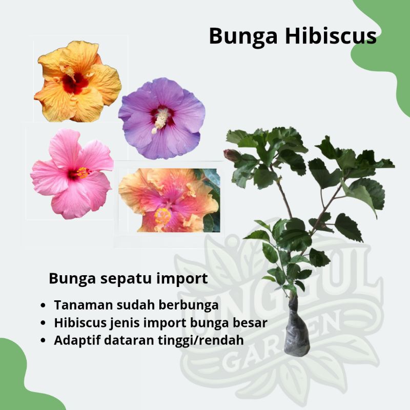 Tanaman Hibiscus Bunga Sepatu Import