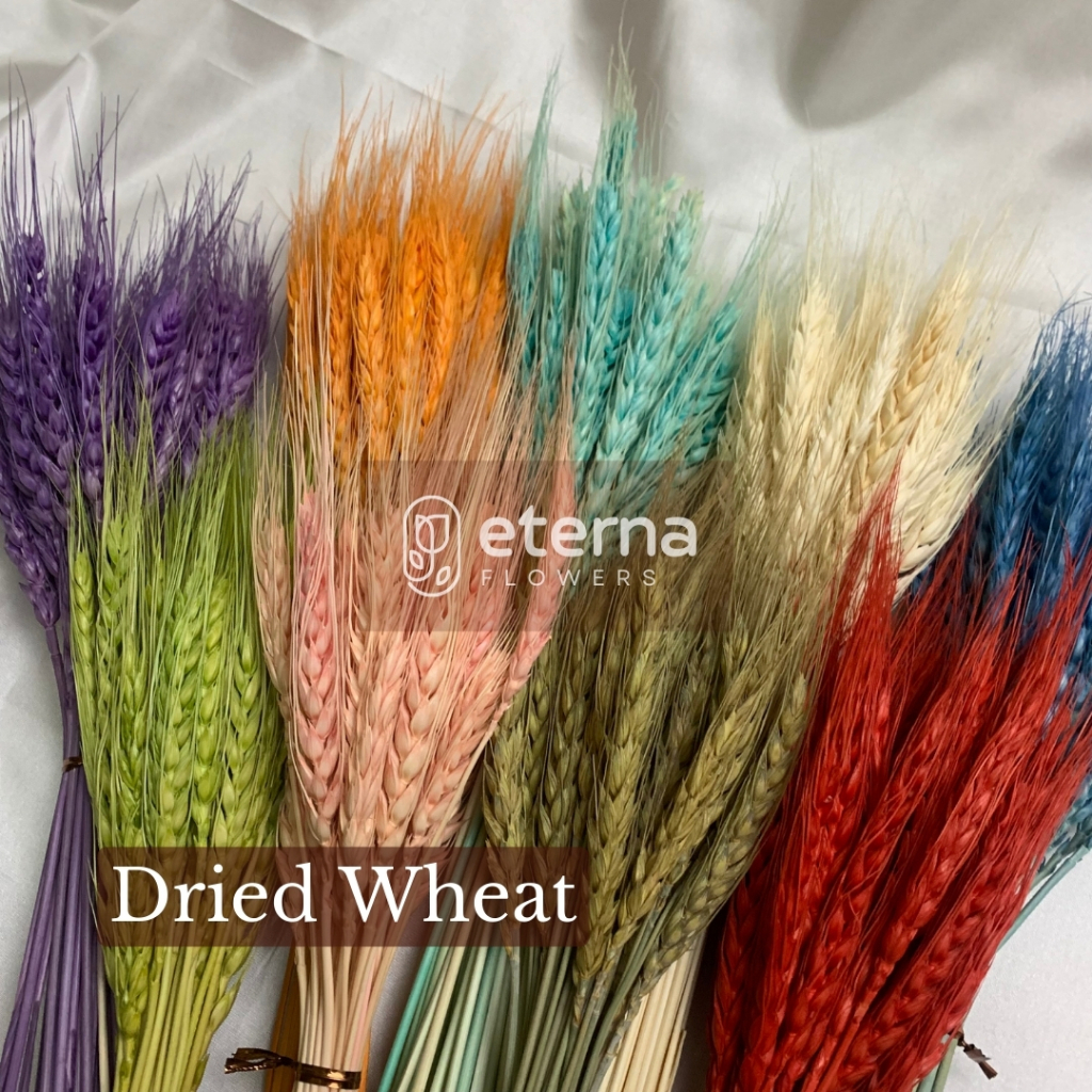 Dried Wheat Flower Gandum / Bunga Kering / Hiasan Mahar Seserahan Florist