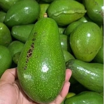 

ALPUKAT MENTEGA 2KG