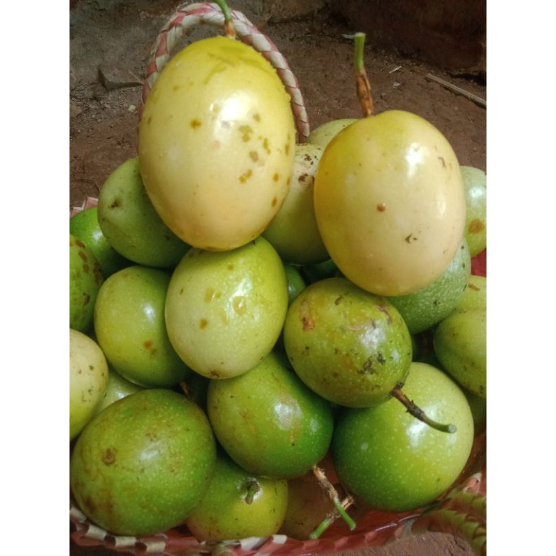 

buah markisa jumbo segar matang dari pohon /5buah