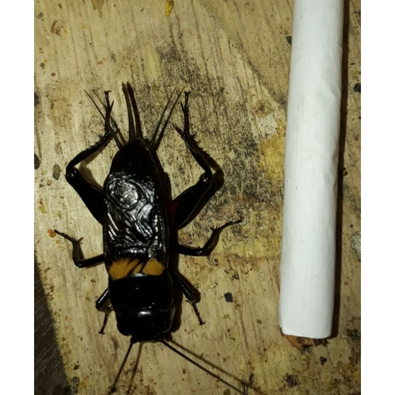 jangkrik kalung aduan