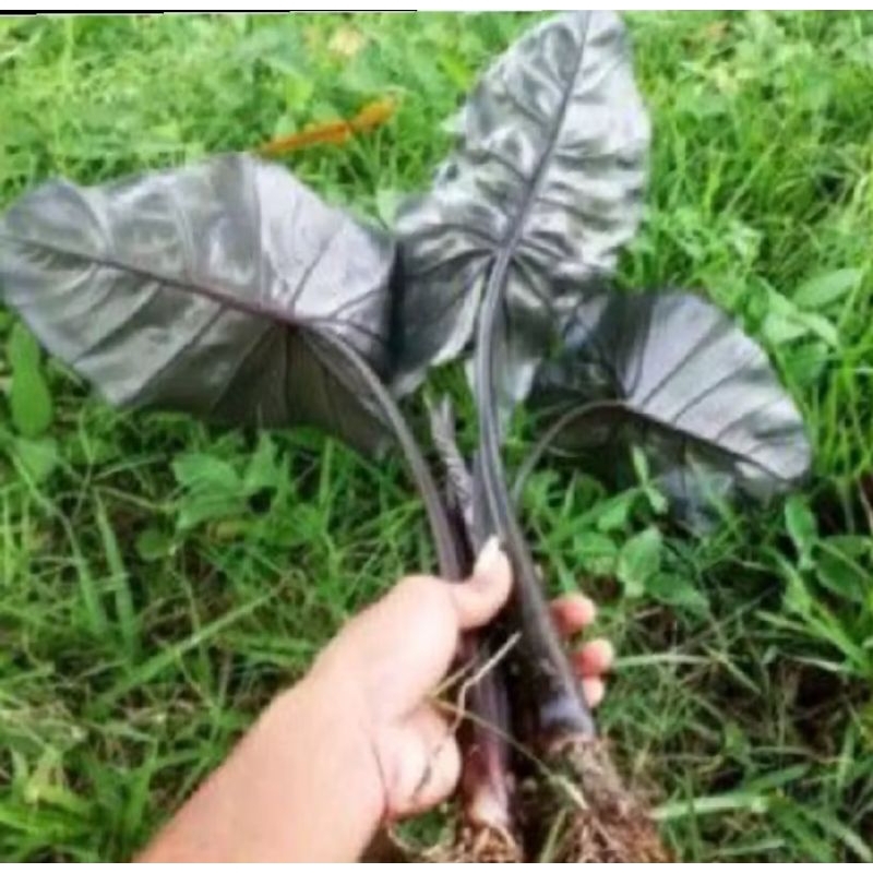 Tanaman Hias Sente Hitam / Talas Hitam / keladi hitam