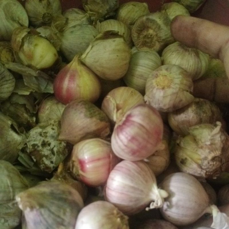 

bawang putih tunggal 1kg(reject)
