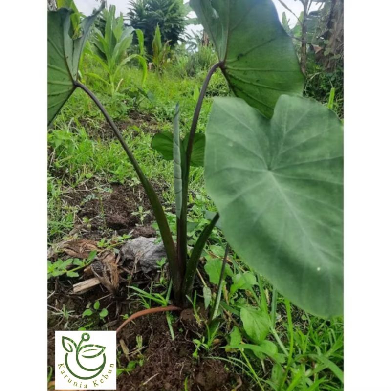 Bibit Talas Satoimo ungu/talas kutil