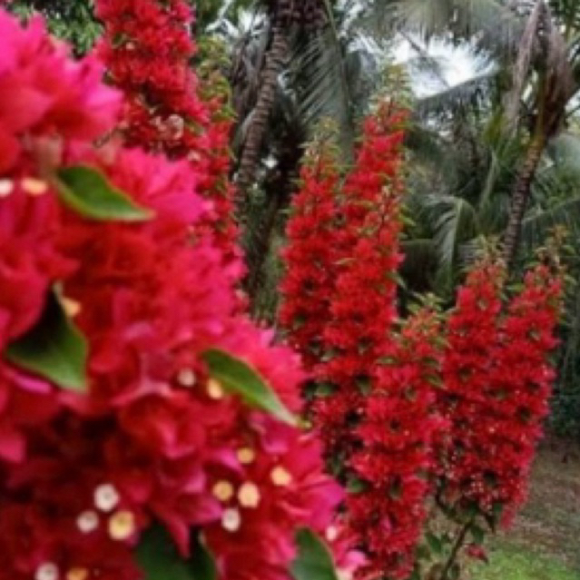 Bougenville ori ekor musang merah // bougenville asli ekor musang merah