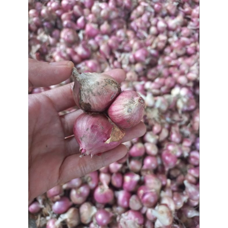 

BAWANG MERAH NGANJUK TANGGUNG-BESAR BERAT 1Kg