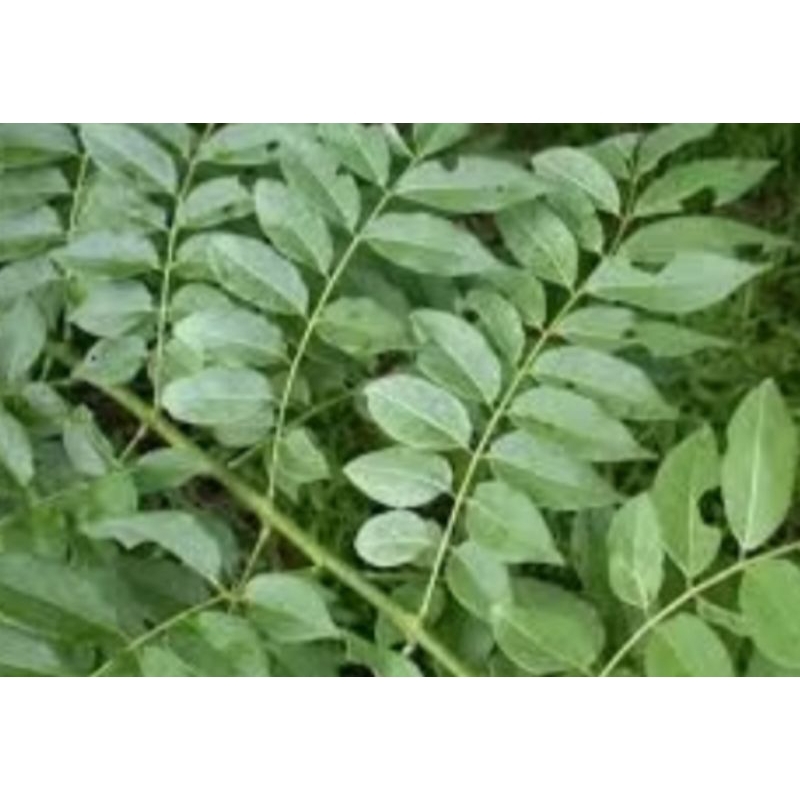 

daun Dadap cangkring segar 300 grm