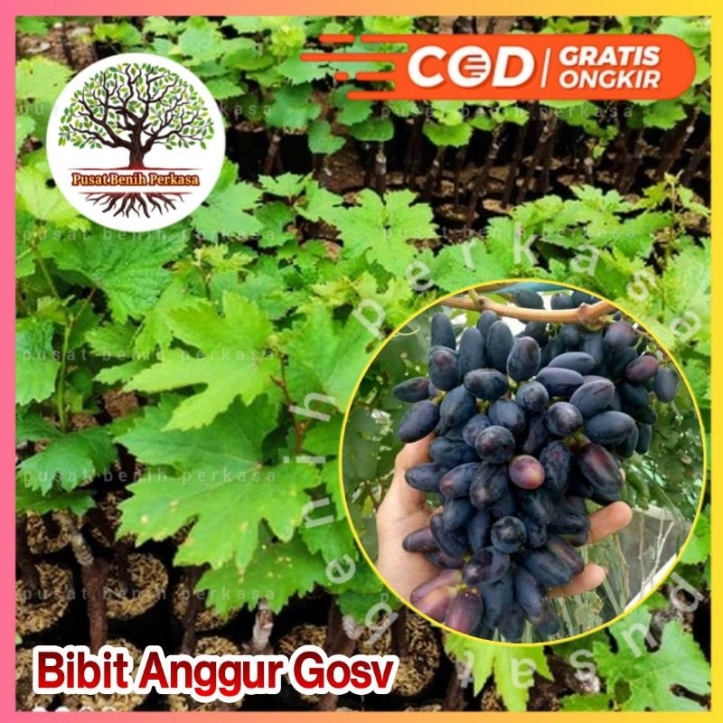 Bibit Anggur Import Gosv Valid