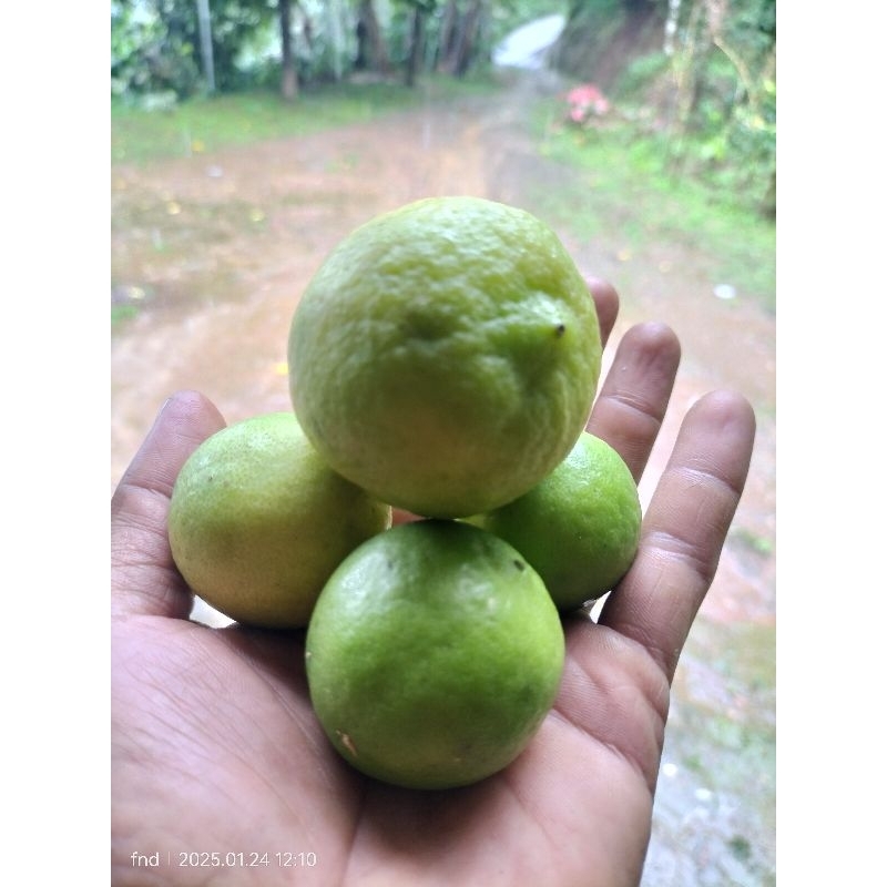 

JERUK NIPIS/JERUK PECEL FRES/UKURAN BESAR DAN SEDANG