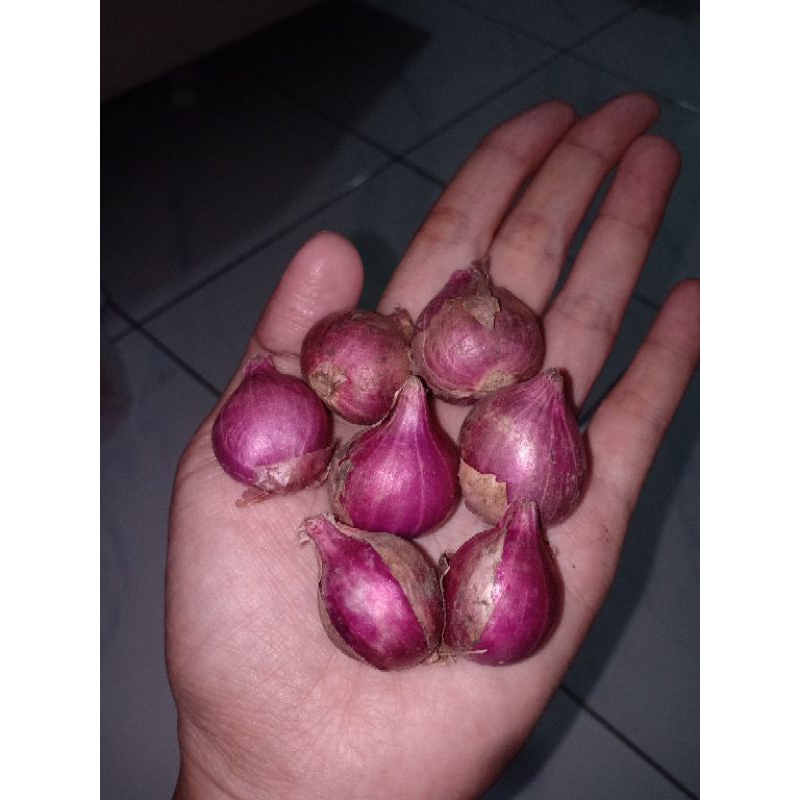 

BAWANG MERAH PROBOLINGGO TANGGUNG