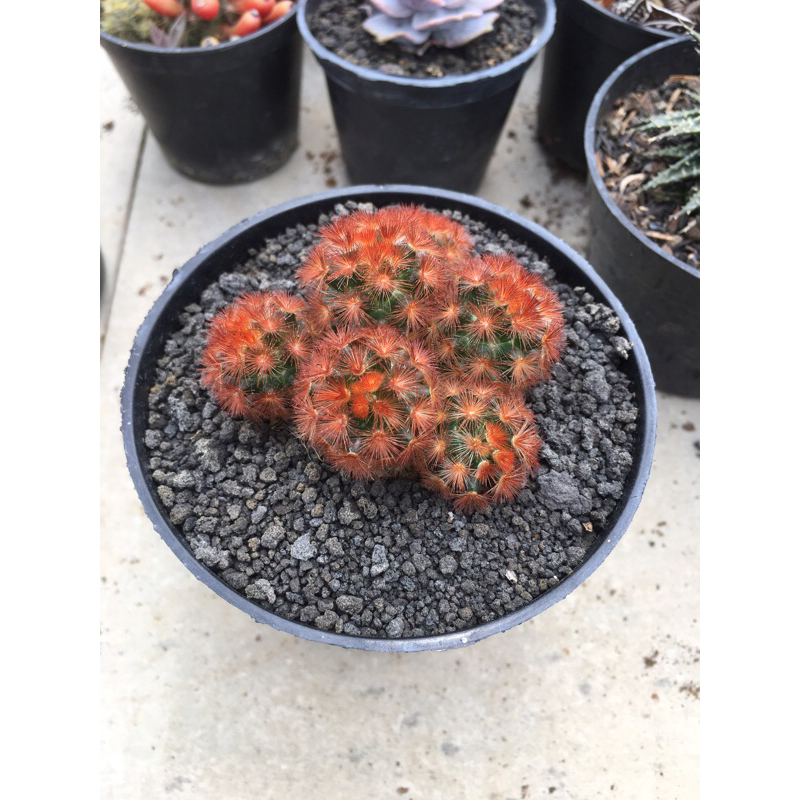 mamilaria carmenae red