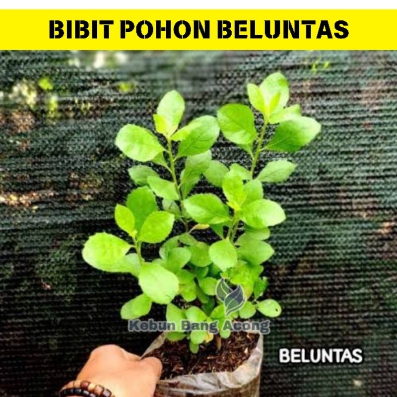 Bibit Pohon Beluntas Siap Tanam