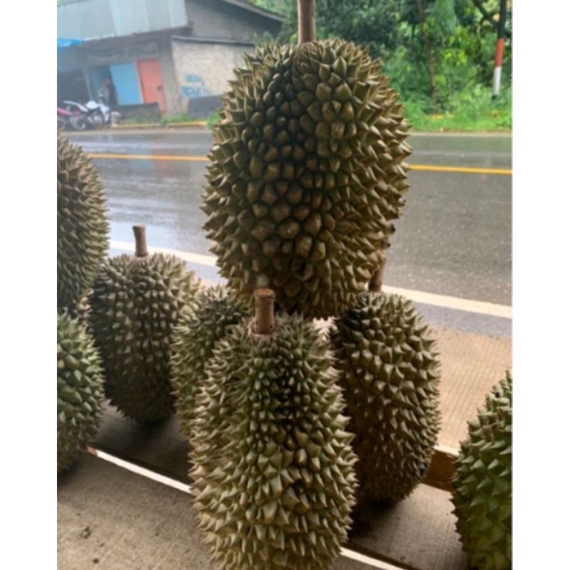 

DURIAN SUPER KUNING