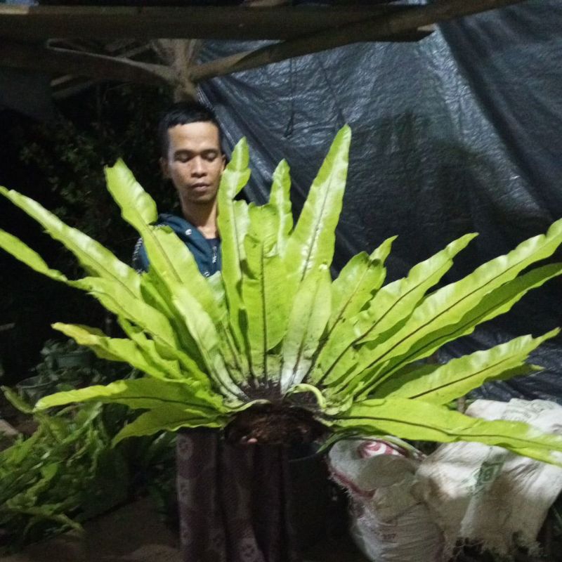 Kadaka jumbo super 120 cm kadaka hutan jumbo