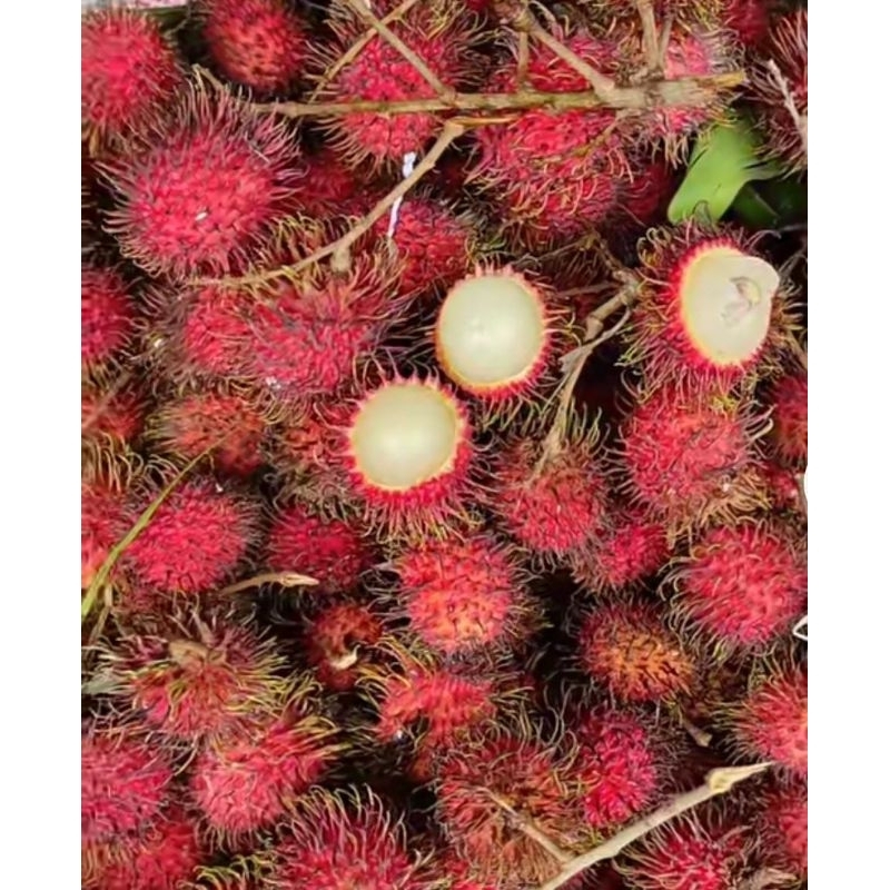 

Rambutan manis