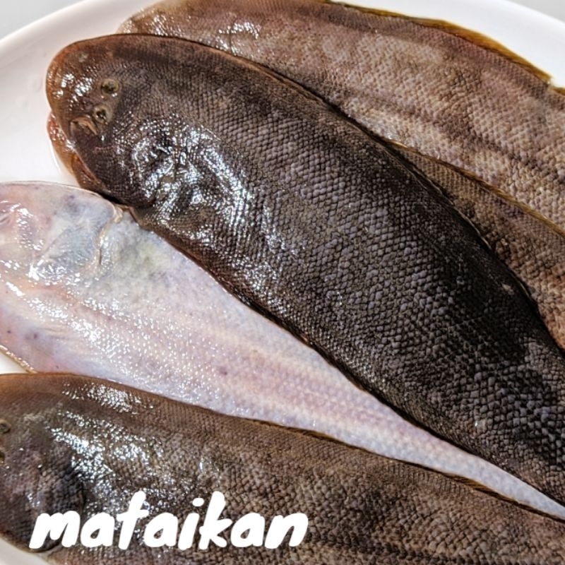 

Ikan Lidah Lidah Ikan Sebelah Ikan Pipih Datar Fresh Frozen Seafood Segar Hasil Laut